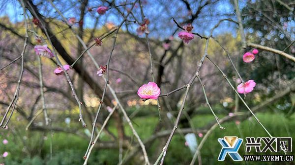 贵州醇景区：花期已至 市民赏冬日“梅”景(图1)