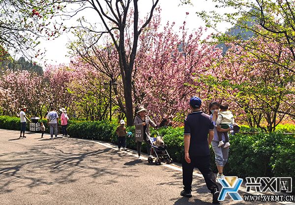 贵州醇景区：樱花盛开 游客邂逅“粉色浪漫”(图2)