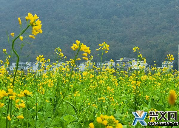【康养胜地 人文兴义】万峰林:油菜花渐次盛开 美了乡村醉了游人_兴义网