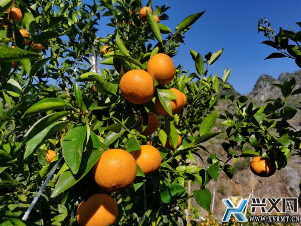 【新春走基层】仓更镇：沃柑产出“致富果” 绘出乡村振兴新图景(图1)