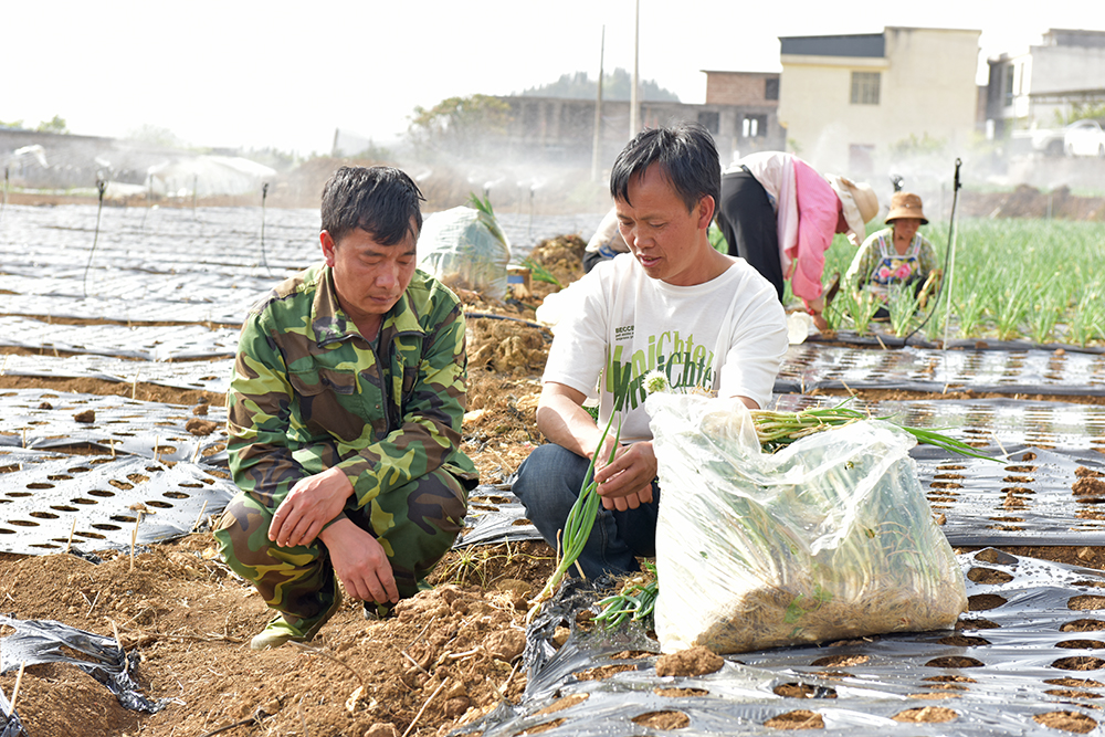 步马社区：“支部+”引领香葱产业 蹚出乡村振兴新路径(图1)