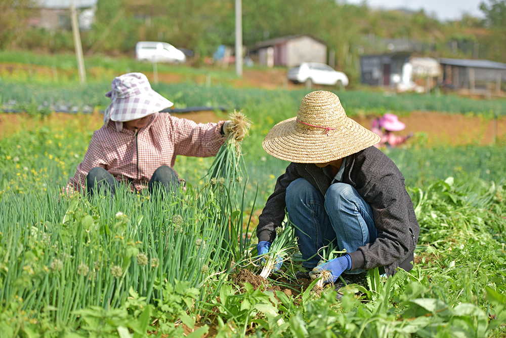 步马社区：“支部+”引领香葱产业 蹚出乡村振兴新路径(图3)