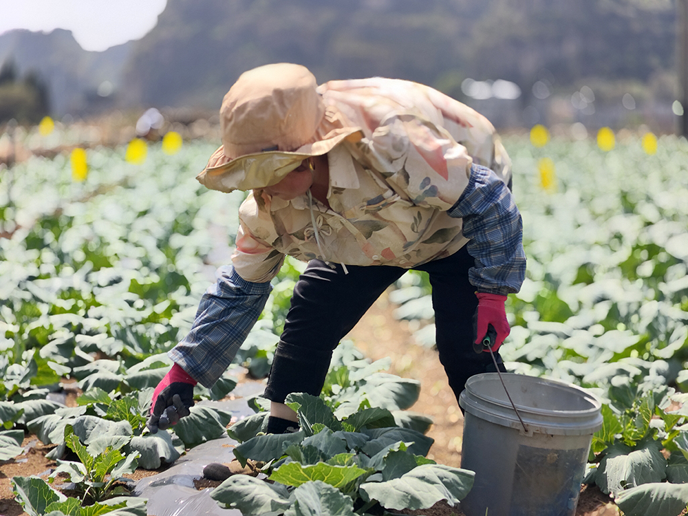 兴化村：40余亩莲花白进入管护期 为丰收筑牢根基(图1)