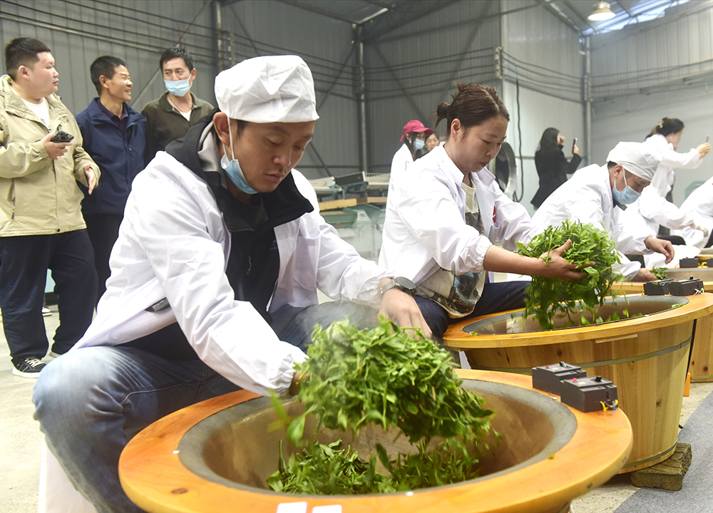 七舍镇首届“古茶杯”手工茶大赛：让传统技艺焕发新生机(图2)