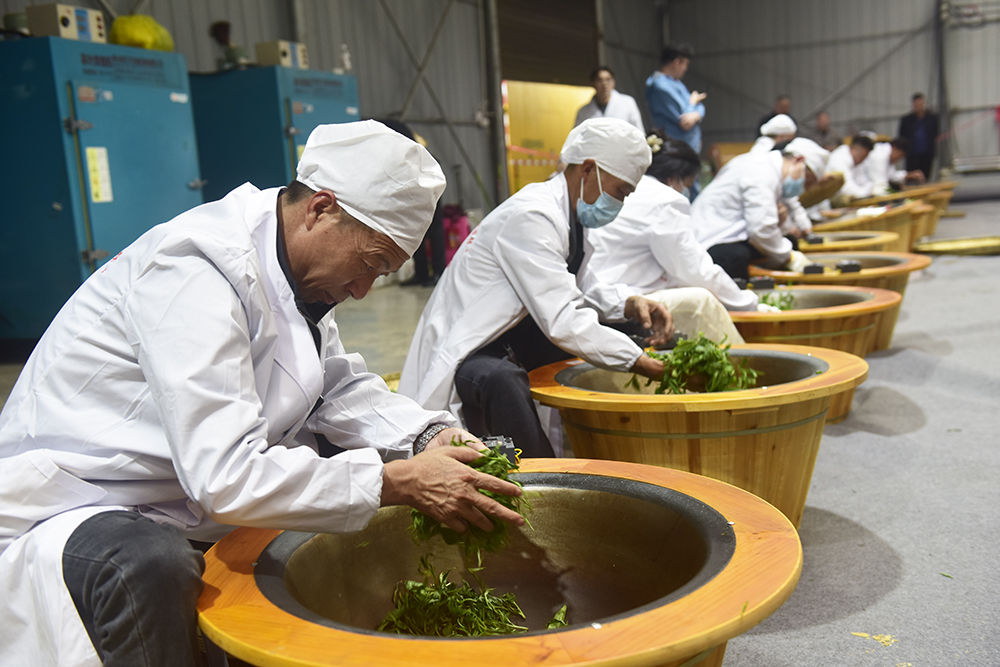 七舍镇首届“古茶杯”手工茶大赛：让传统技艺焕发新生机(图3)