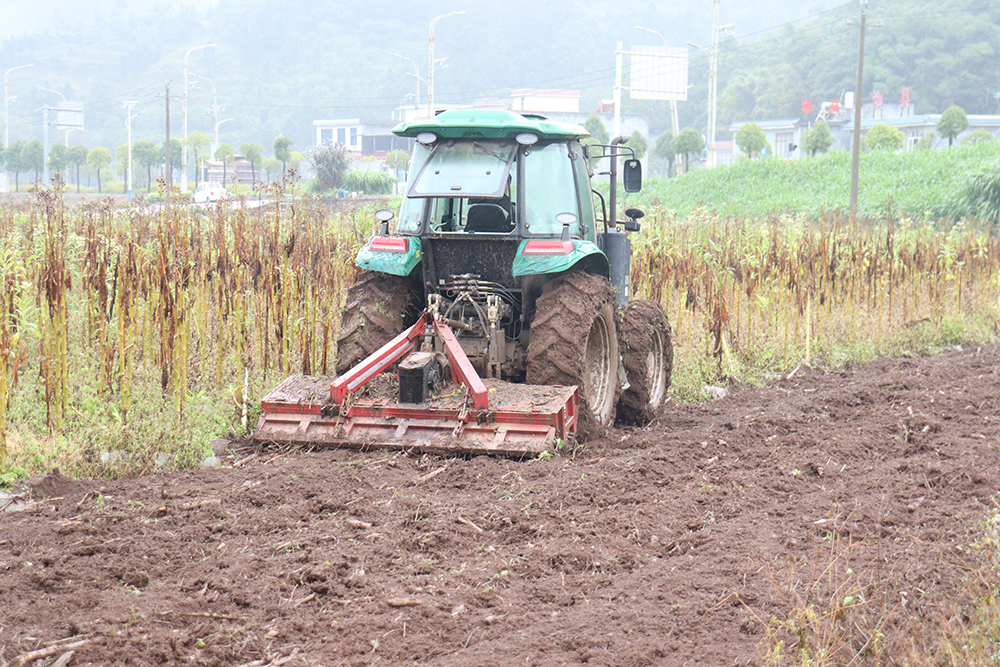 敬南镇：500亩坝区播种忙 绿色产业铺就乡村振兴路(图1)