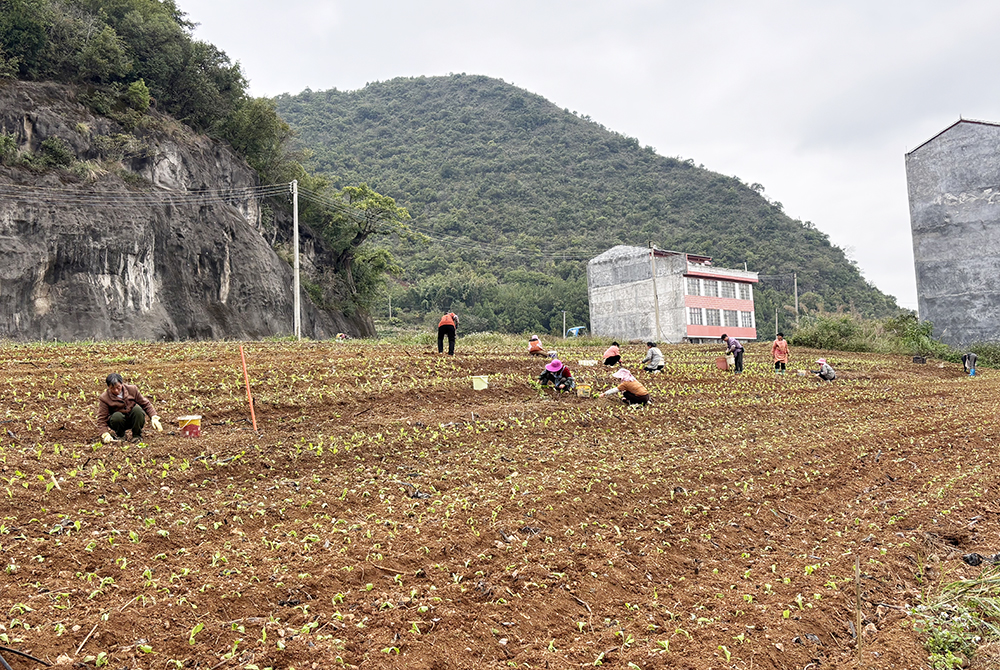 江岸村：百亩芥菜移栽忙 奏响增收“奋进曲”(图2)