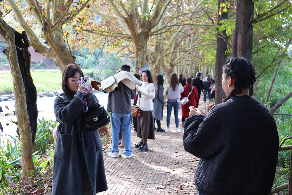 兴义：梧桐染金入画来 初冬美景引客游(图2)