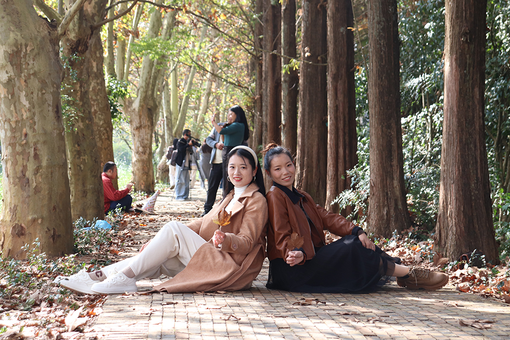 兴义：梧桐染金入画来 初冬美景引客游(图4)