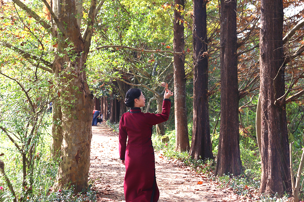 兴义：梧桐染金入画来 初冬美景引客游(图3)