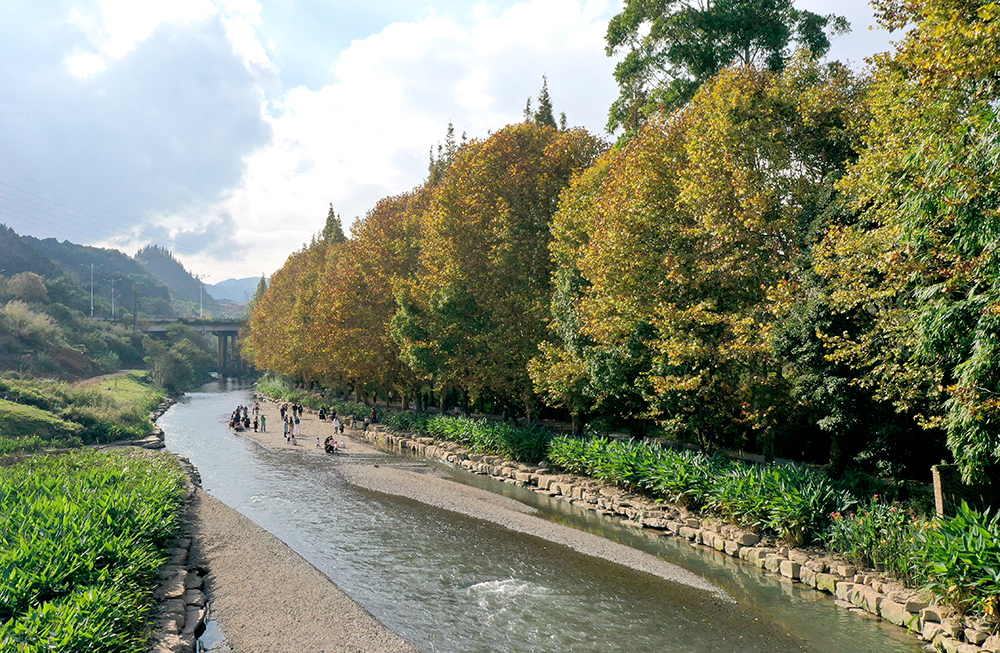 兴义：梧桐染金入画来 初冬美景引客游(图5)