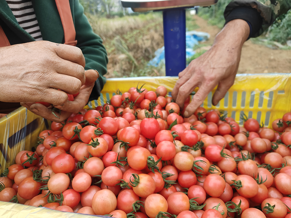 鲁屯镇七一村：水果番茄红了 群众腰包“鼓”了(图2)