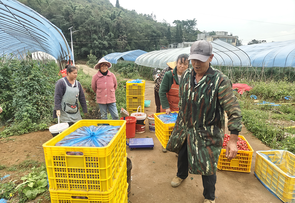 鲁屯镇七一村：水果番茄红了 群众腰包“鼓”了(图3)