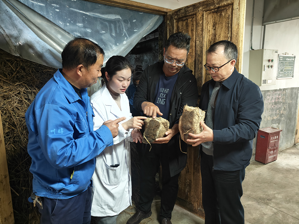 黔西南“丰优7号”小麦在贵州醇实现深度转化(图2)