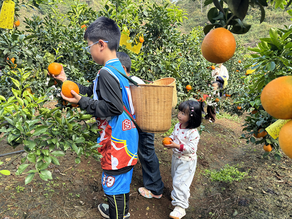 三和社区:爱媛果冻橙甜蜜上市 采摘尝鲜正当时(图2) 三和社区:爱媛果冻橙甜蜜上市 采摘尝鲜正当时(图2)