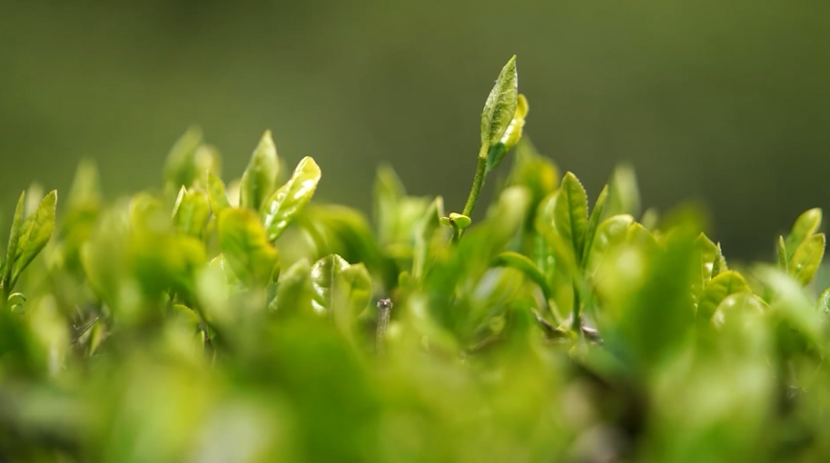 盘兴高铁正式开通 兴义各界热盼“黄金通道”激活发展新动能(图3) 盘兴高铁正式开通 兴义各界热盼“黄金通道”激活发展新动能(图3)