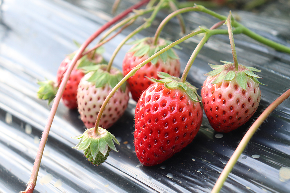 兴义鲁屯：“采摘+垂钓”农旅融合点燃乡村休闲热(图2)