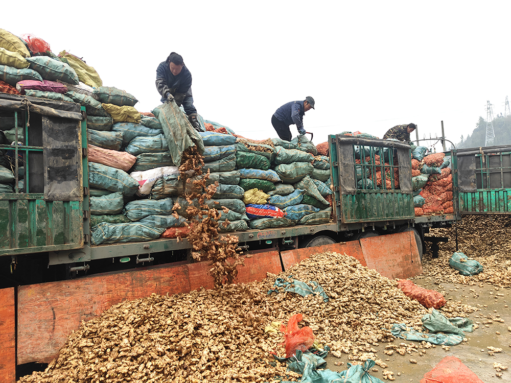 兴义发哈村：日加工鲜姜120吨 远销海外(图1)