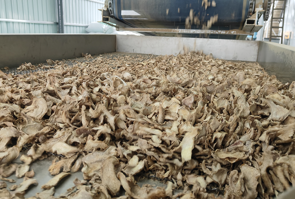 兴义发哈村：日加工鲜姜120吨 远销海外(图6)