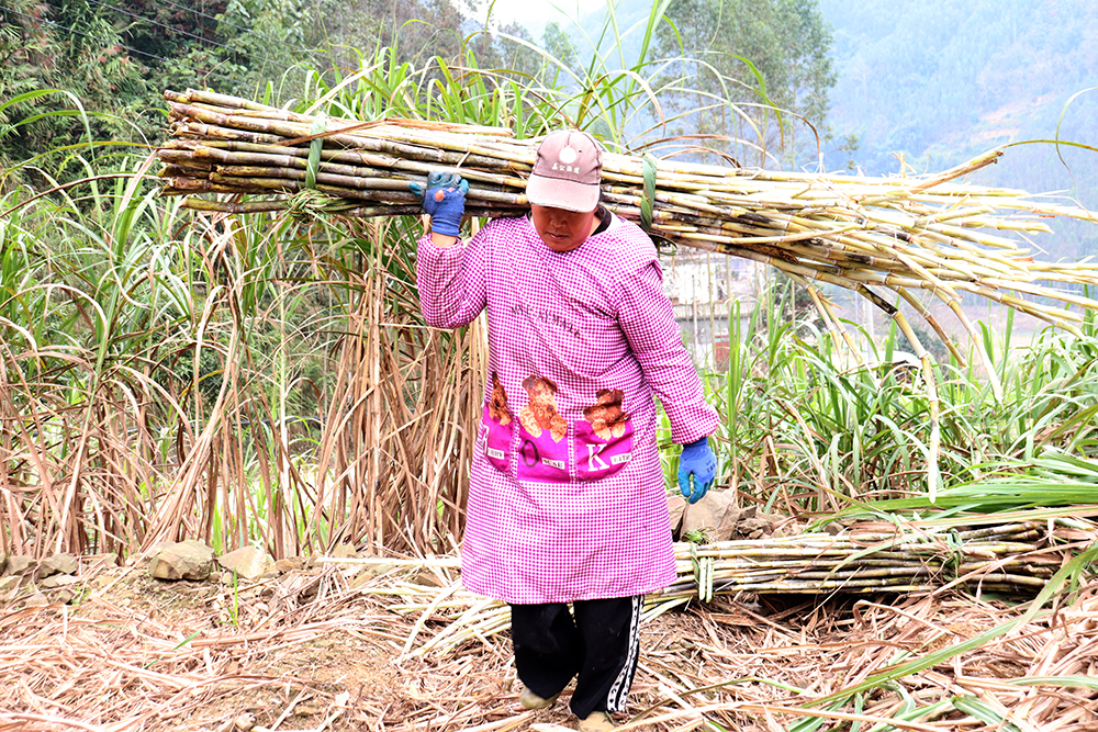 南盘江镇：万亩甘蔗丰收上市 “甜蜜产业”绘就乡村振兴新画卷(图5)