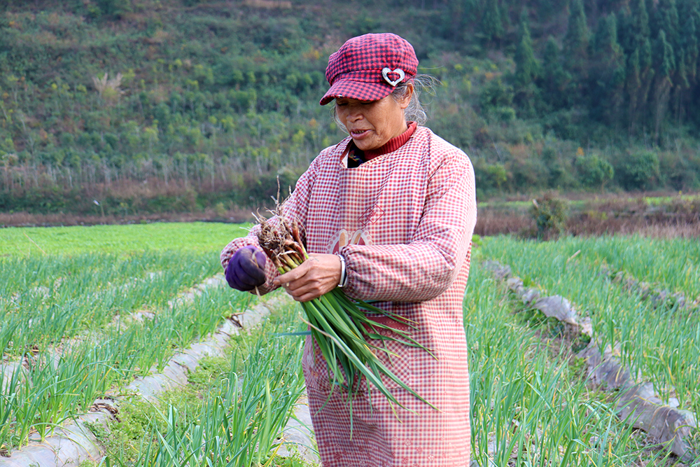 敬南镇：百亩蒜田绿意浓 村民增收干劲足(图2)