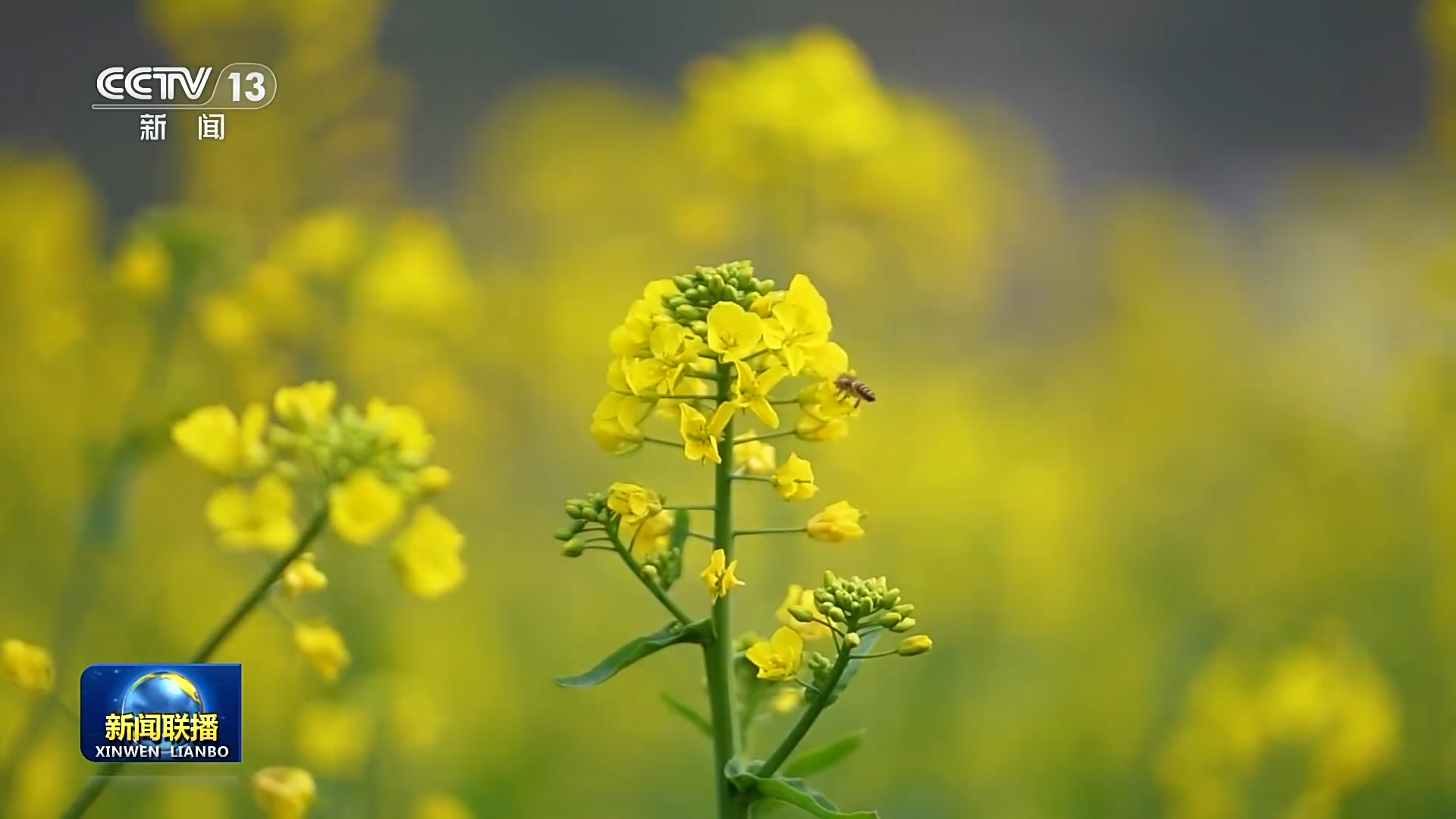 央视《新闻联播》关注贵州兴义6000多亩油菜花绽放(图3)