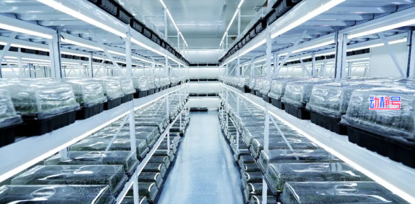 开局之年“开门红” | 科技点“草”成金！金毛狗蕨撬动千万订单(图2)