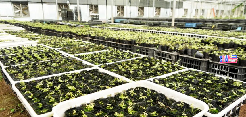 开局之年“开门红” | 科技点“草”成金！金毛狗蕨撬动千万订单(图4)