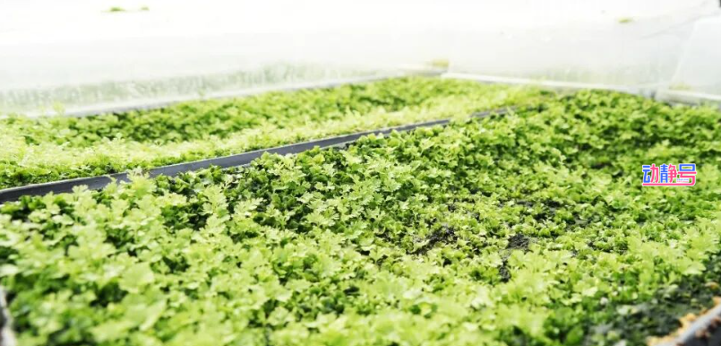 开局之年“开门红” | 科技点“草”成金！金毛狗蕨撬动千万订单(图3)