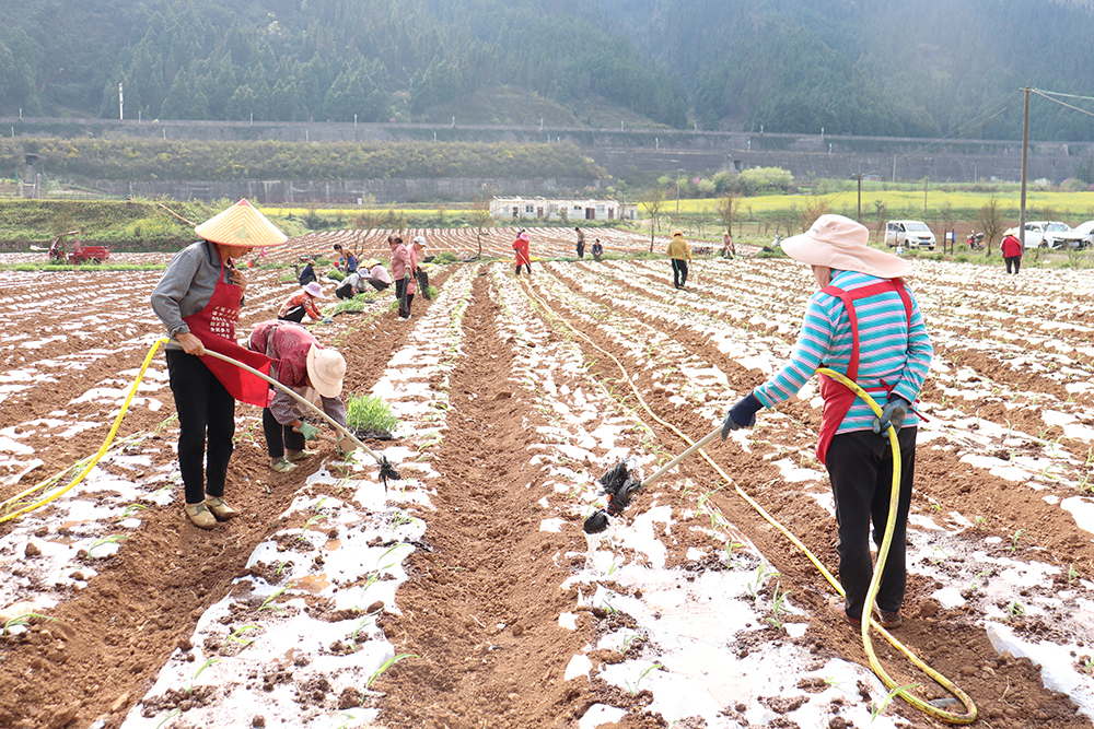 兴义：十里坪坝区春耕忙 特色产业绘新景(图2)