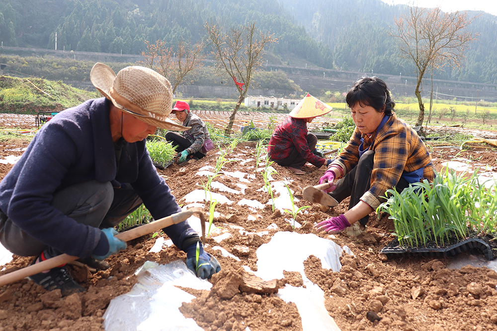 兴义：十里坪坝区春耕忙 特色产业绘新景(图3)