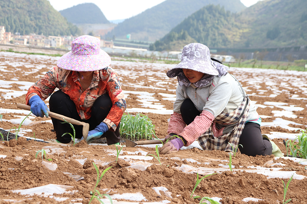 兴义：十里坪坝区春耕忙 特色产业绘新景(图4)