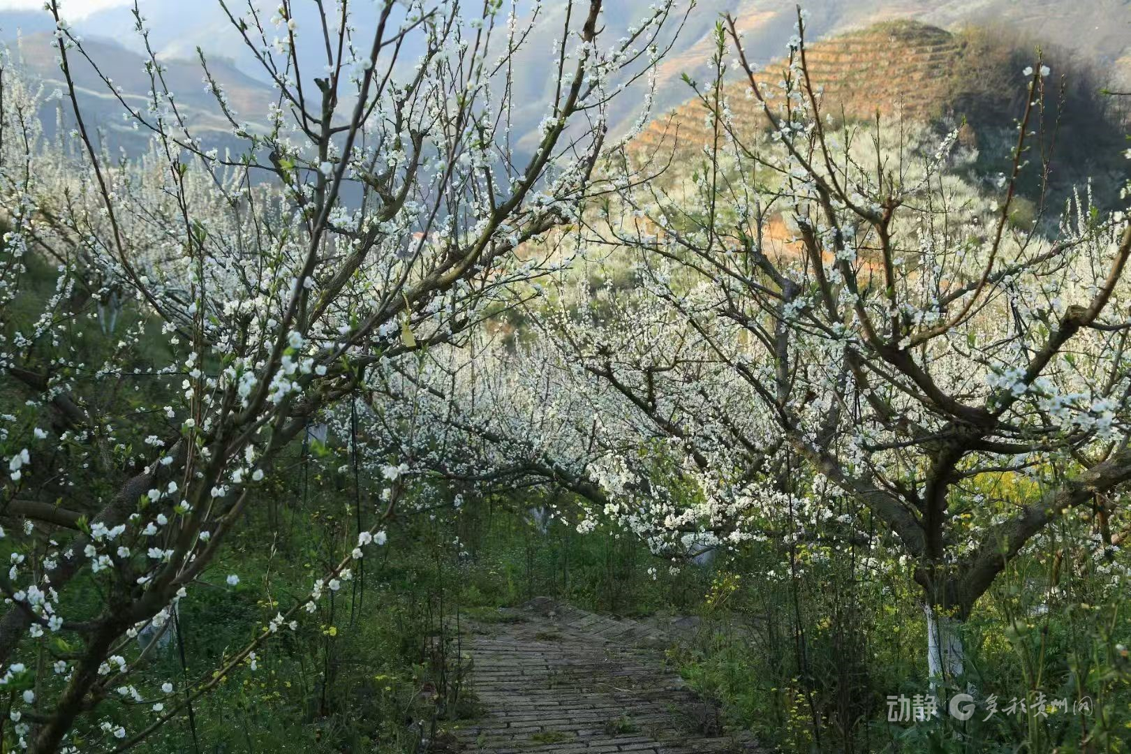 全国人大代表卢丹:花开时节赴盛会,期待惠民好声音(图1) 全国人大代表卢丹:花开时节赴盛会,期待惠民好声音(图1)