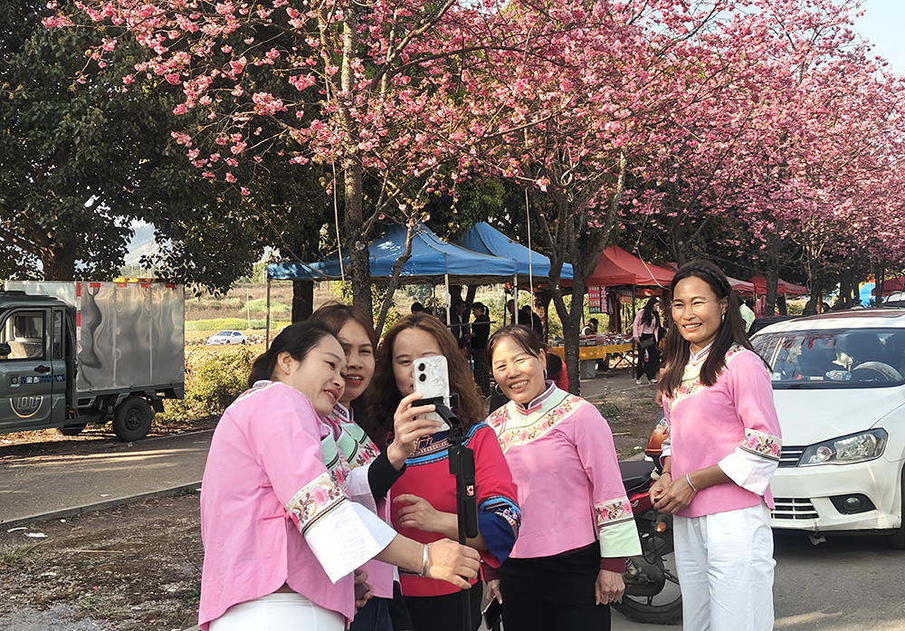 郑屯镇民族村：樱花烂漫正当时 赏花经济助力乡村振兴(图2)