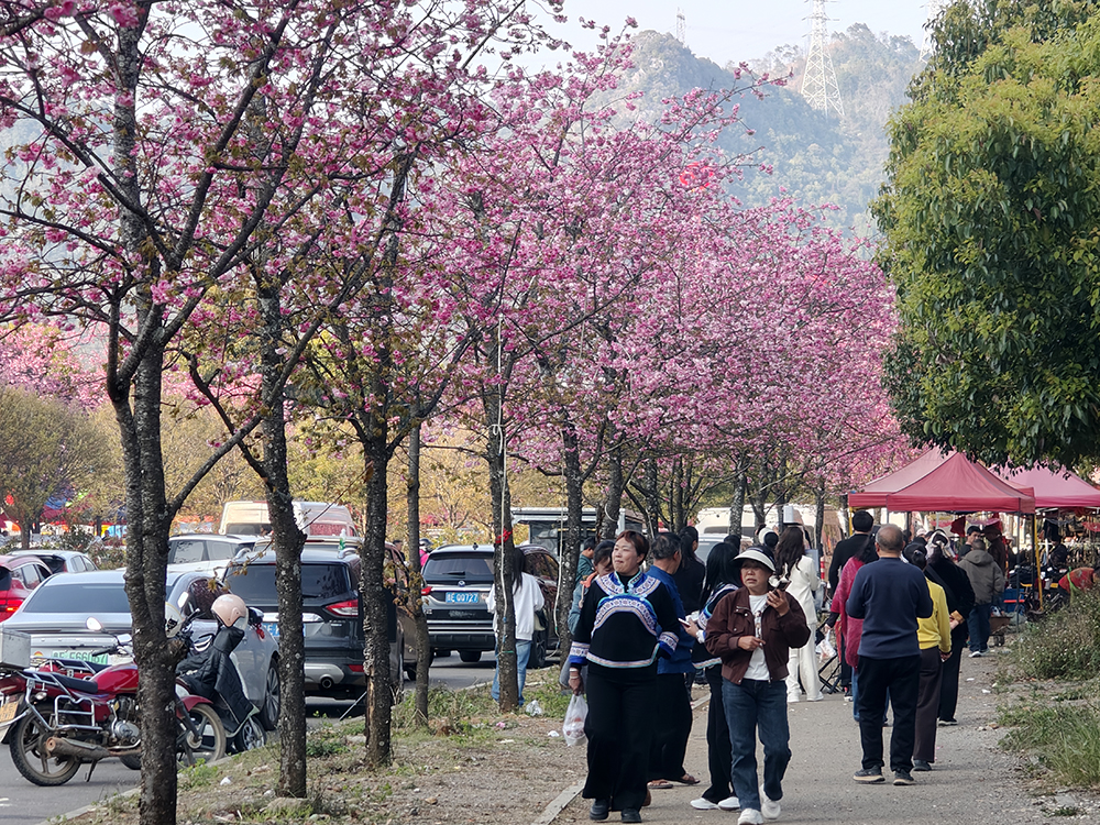 郑屯镇民族村：樱花烂漫正当时 赏花经济助力乡村振兴(图3)