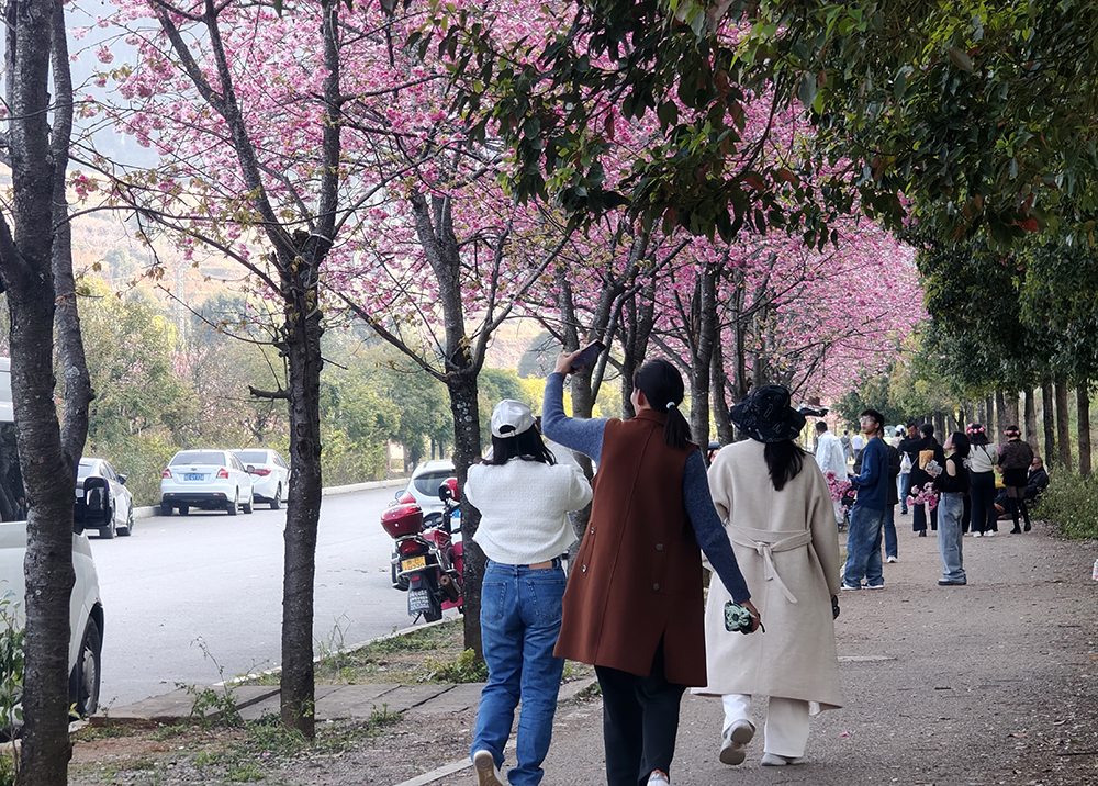 郑屯镇民族村：樱花烂漫正当时 赏花经济助力乡村振兴(图6)
