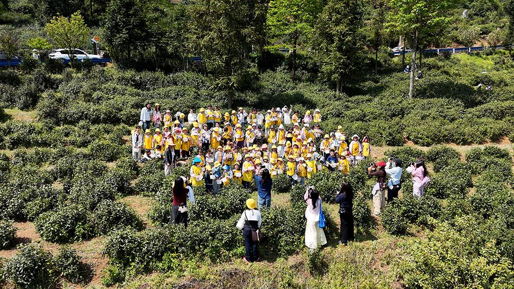别样春假：“亲子+研学”走进茶山邂逅春日茶香(图1)