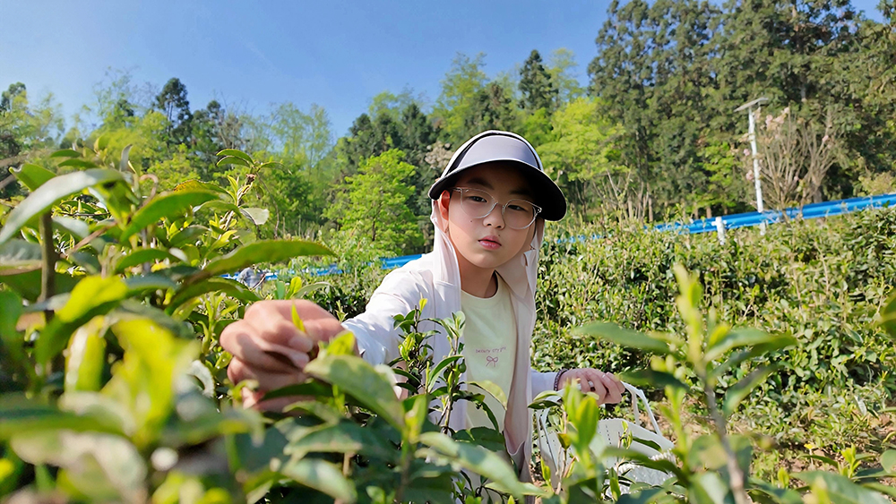 别样春假：“亲子+研学”走进茶山邂逅春日茶香(图3)