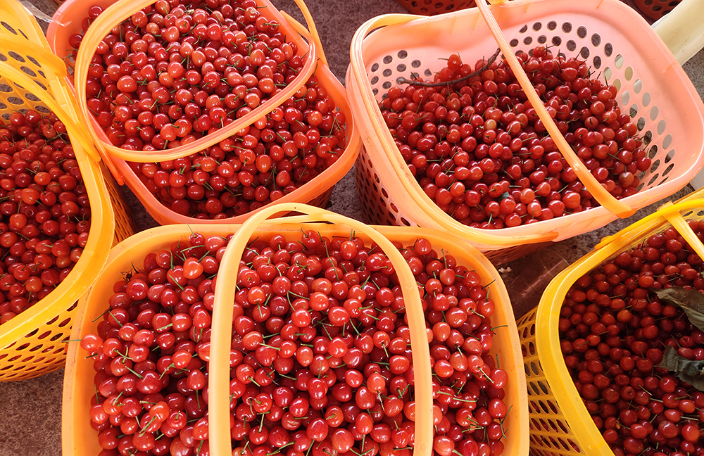 兴义绿荫村：百亩樱桃红透 撬动乡村“甜蜜经济”(图2)