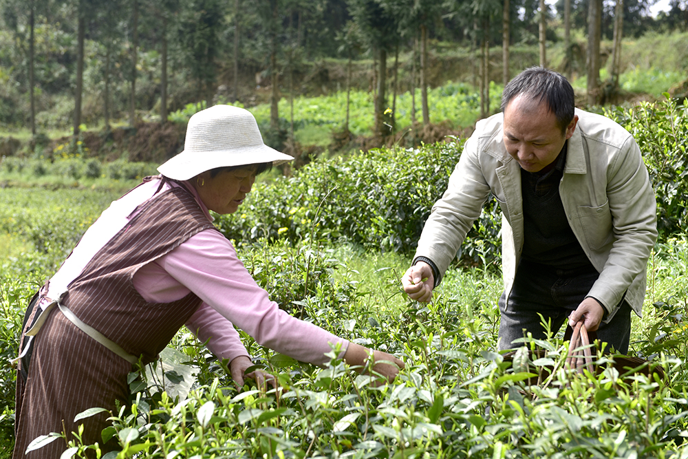 兴义洒金村：“茶叶”变“茶业”一叶铺就振兴路(图1)