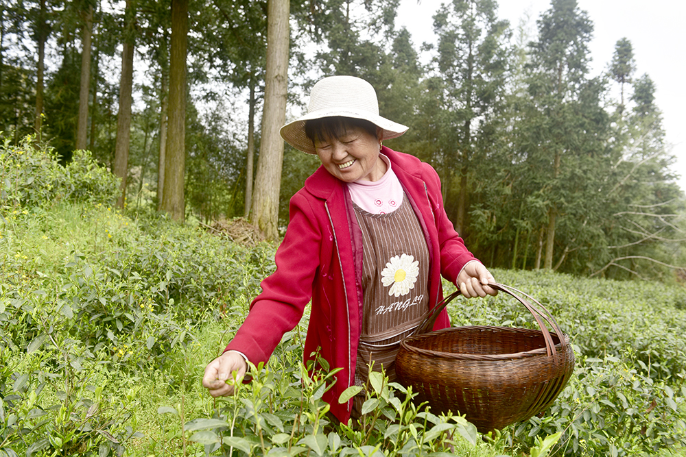 兴义洒金村：“茶叶”变“茶业”一叶铺就振兴路(图2)