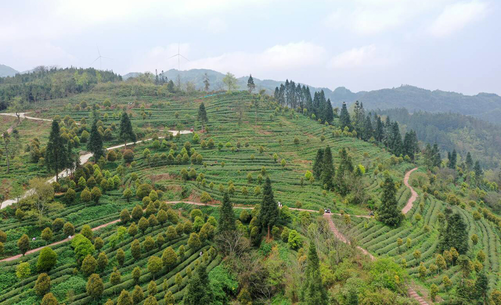 兴义洒金村：“茶叶”变“茶业”一叶铺就振兴路(图3)