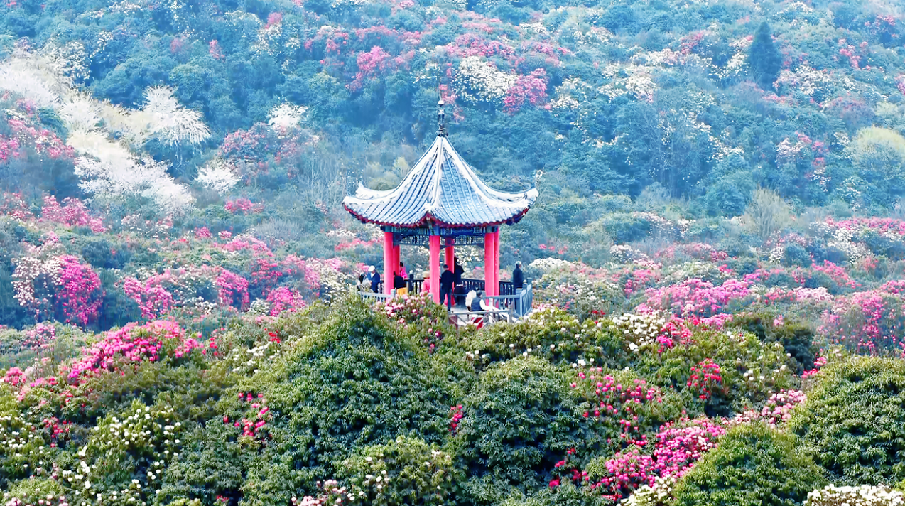 现在出发！共赴黔春之约丨花开成海山染霞，不负人间四月天(图1)