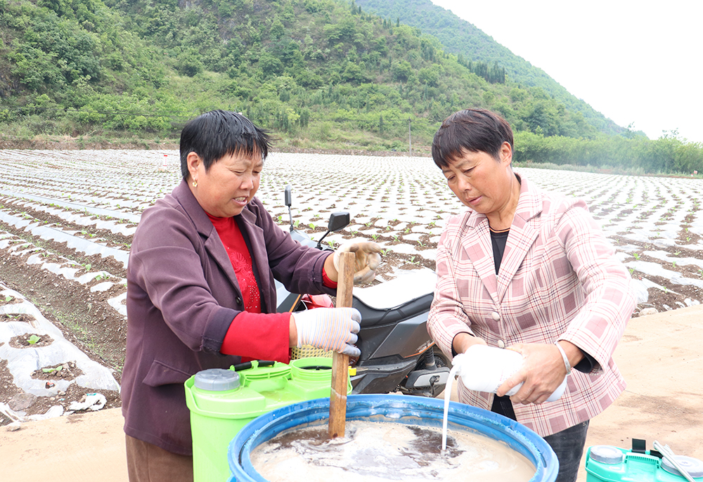 乌沙镇：烤烟移栽按下“快进键” 预计4月28日全面完成(图4)