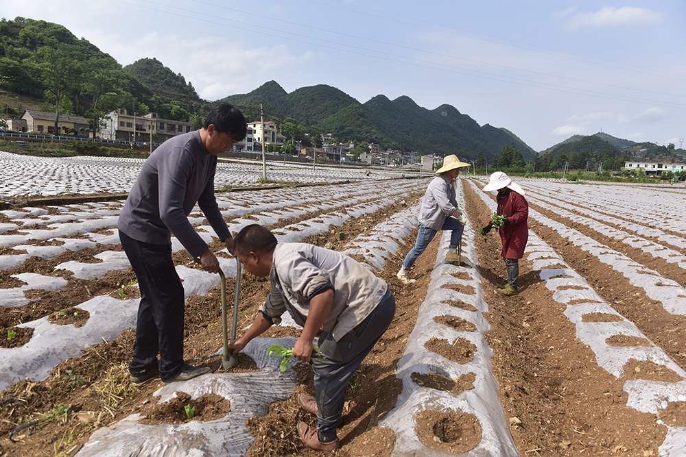 兴义：7.27万亩烤烟移栽全域推进 以产业之力绘就乡村振兴新图景(图4)