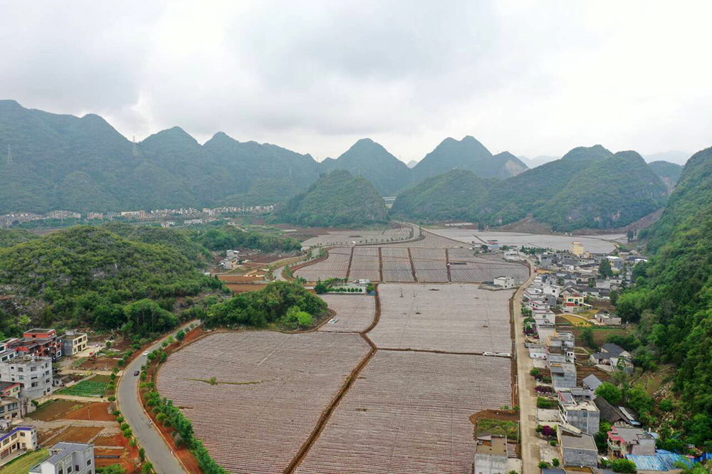 兴义：7.27万亩烤烟移栽全域推进 以产业之力绘就乡村振兴新图景(图7)