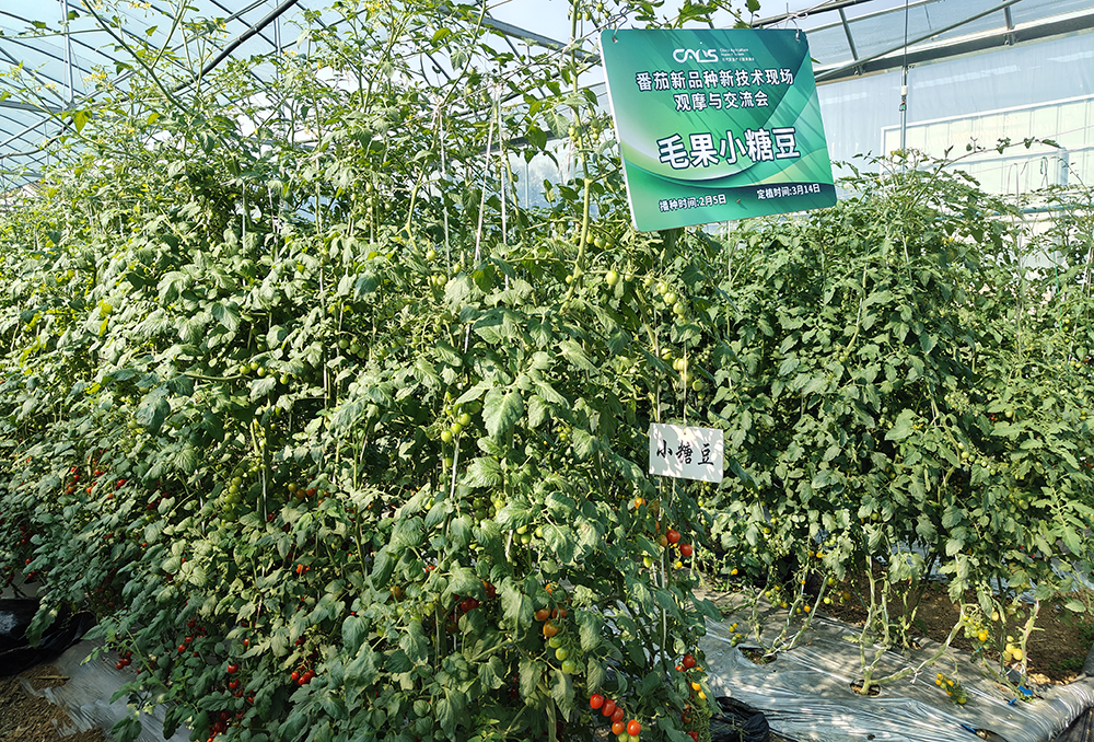贵州兴义：水果番茄亩产8000斤 特色产业赋能乡村振兴(图3)