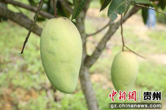 贵州罗甸茂井镇：芒果成熟上市 果香溢满村民增收路(图2)
