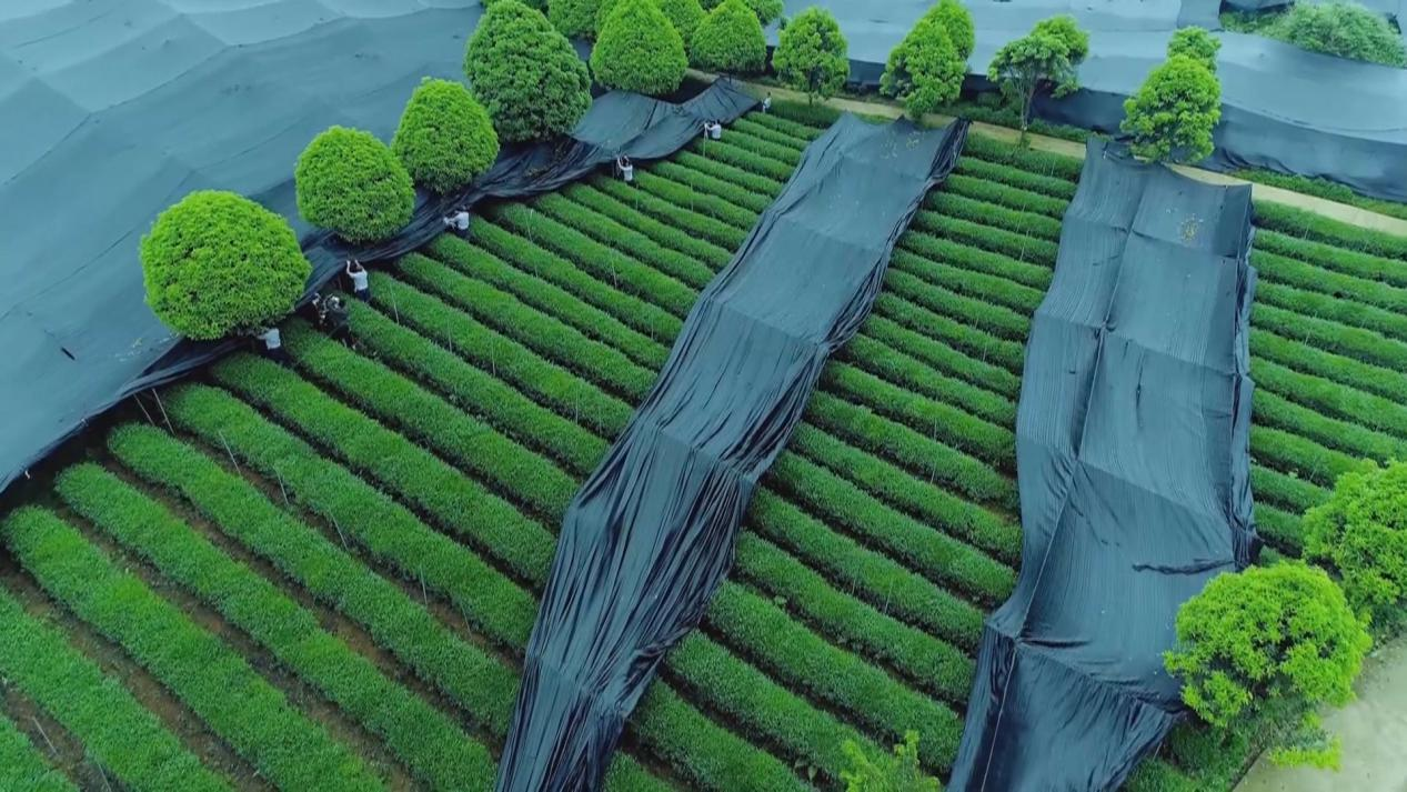 梵净抹茶：从贵州深山，火到全球54国的“绿色黄金”(图10)