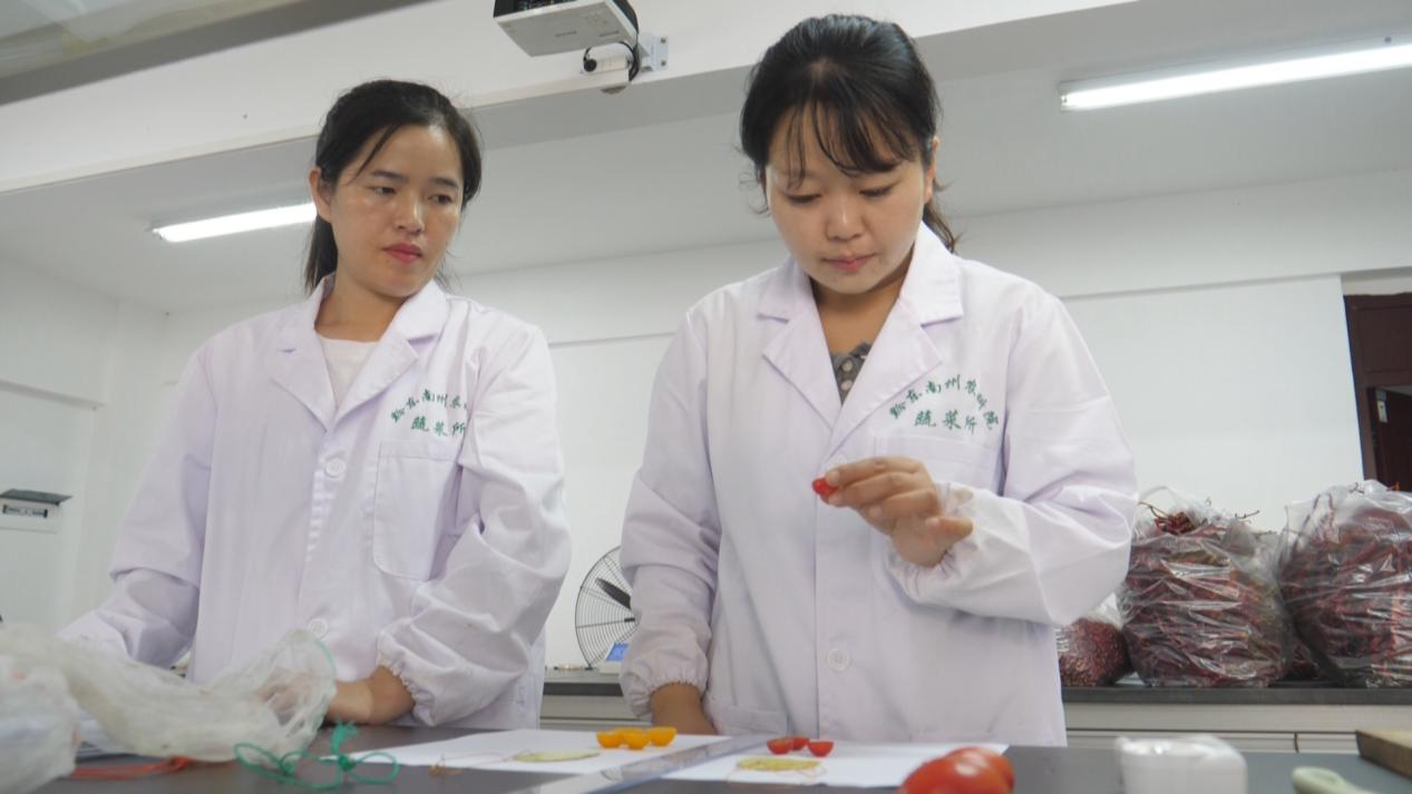 寻找贵州“灵魂番茄”!一颗毛辣果见证酸汤全产业链突围(图3) 寻找贵州“灵魂番茄”!一颗毛辣果见证酸汤全产业链突围(图3)